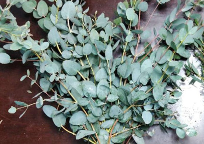 Эвкалипт Parvifolia