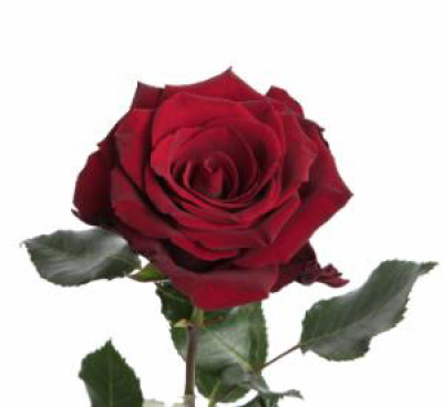 Одноголовые розы Pathfinder