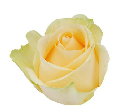 Одноголовые розы Peach Avalanche (L.CHA)