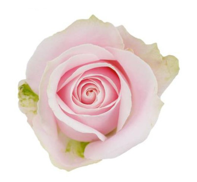 Одноголовые розы Pink Avalanche (L.P)