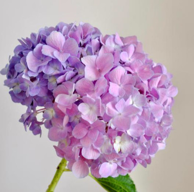 Гортензия Pink purple