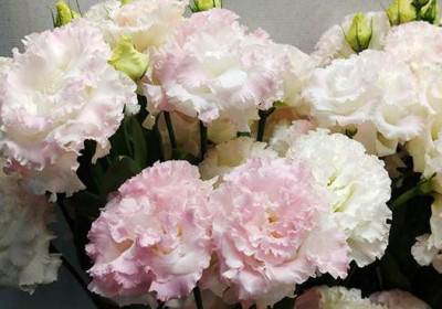 Эустома Pink sunshine