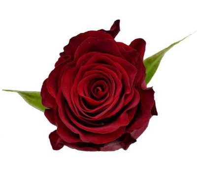 Одноголовые розы Plateau in Red