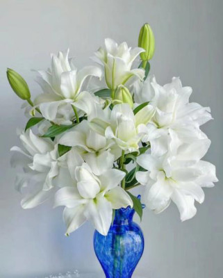 Лилии Polaris 4+