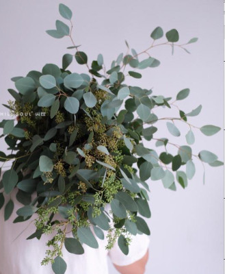 Эвкалипт Populus Berry