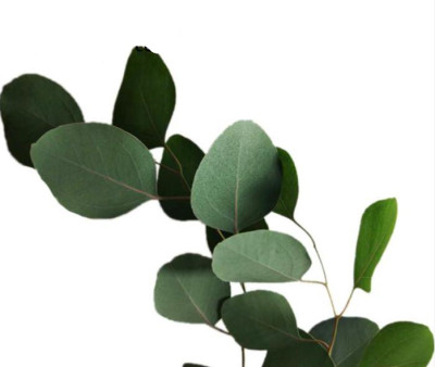 Эвкалипт Populus