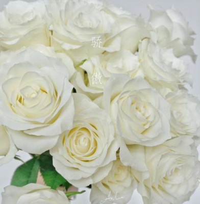 Одноголовые розы Pride