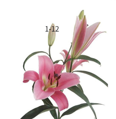 Лилии Profundo (1+, 2+, 3+, 4+)