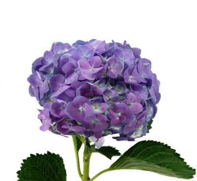 Гортензия Purple