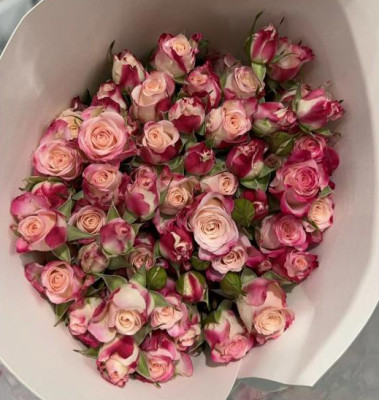 Розы кустовые Refringence