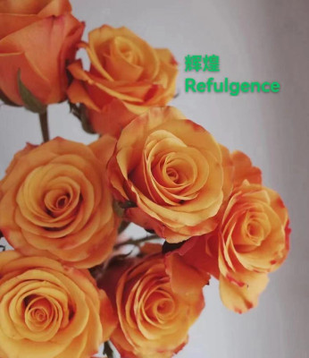 Одноголовые розы Refulgence