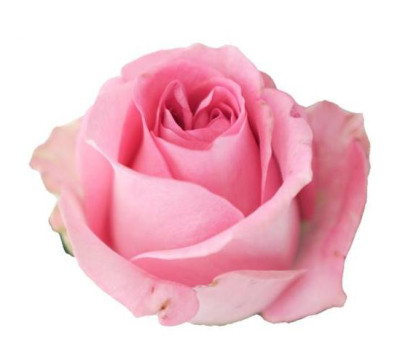 Одноголовые розы Rivival