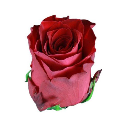 Одноголовые розы Rhodos