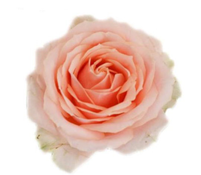 Одноголовые розы Rouge