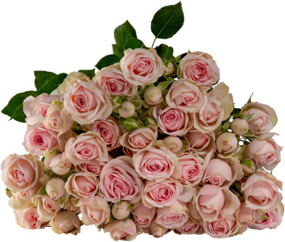 Розы кустовые Sanoli