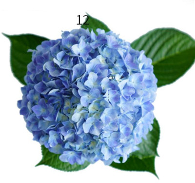 Гортензия Sea Blue