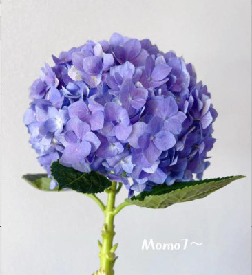 Гортензия Sea purple