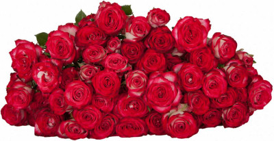 Розы кустовые Sedna