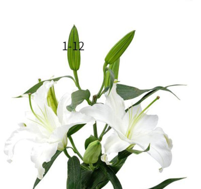 Лилии Siberia White (1+, 4+)