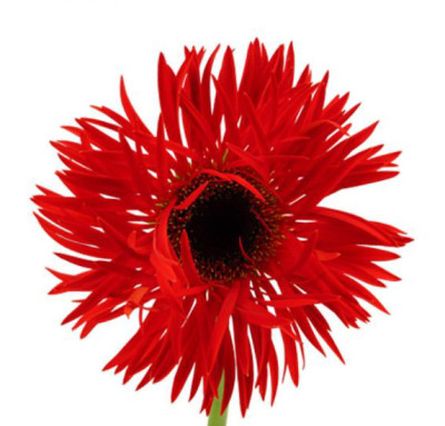 Сильвиантус Сильвиантус Red