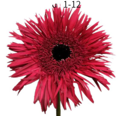 Сильвиантус Сильвиантус wine Red