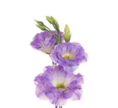 Эустома Smoke grey