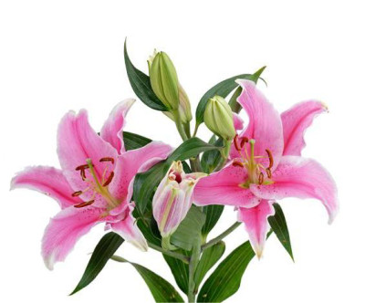 Лилии Sorbonne Dark (1+, 4+)