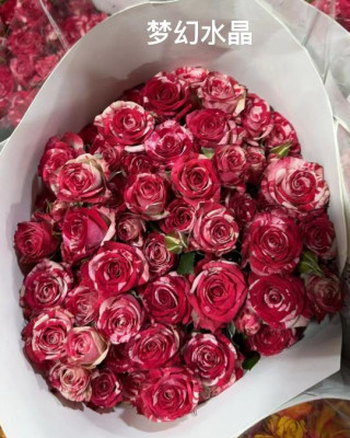 Розы кустовые Spray Rose-pink/white