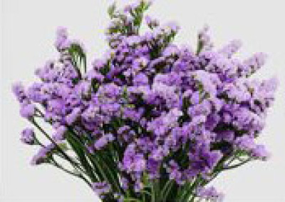 Статица Статица Light purple