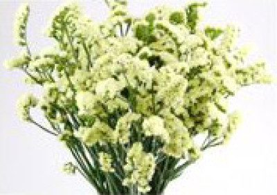 Статица Статица Light Yellow