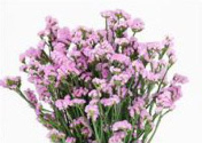 Статица Статица Pink