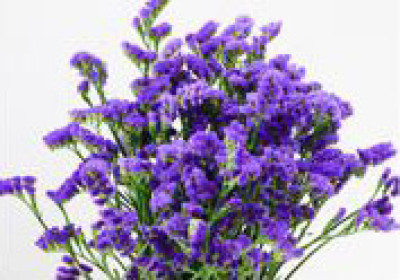 Статица Статица Purple