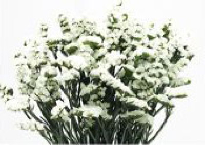 Статица Статица White