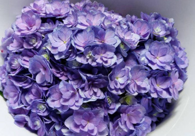 Гортензия Strong petals purple