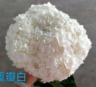 Гортензия Strong petals white