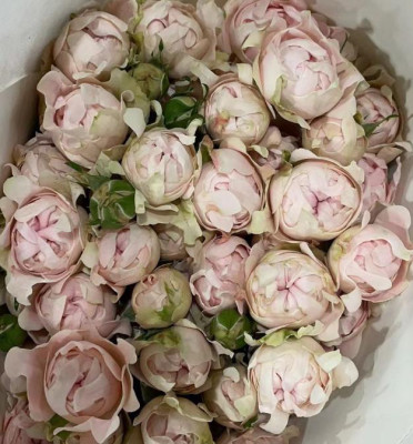 Розы кустовые Sufen