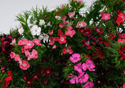 Цветы в ассортименте Sweet William