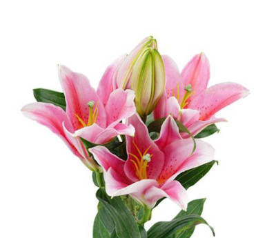 Лилии Tiber Pink (1+, 3+, 4+)