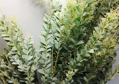 Эвкалипт Triangle