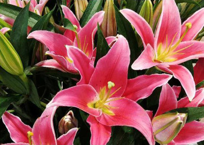 Лилии Viviana Red (1+, 2+, 3+, 4+)