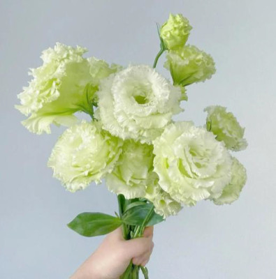 Эустома Wave green