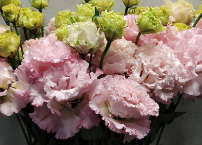 Эустома Wave L.V