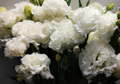 Эустома Wave White