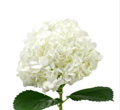 Гортензия White local