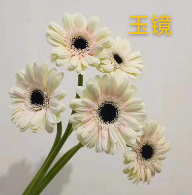 Гербера Yujing