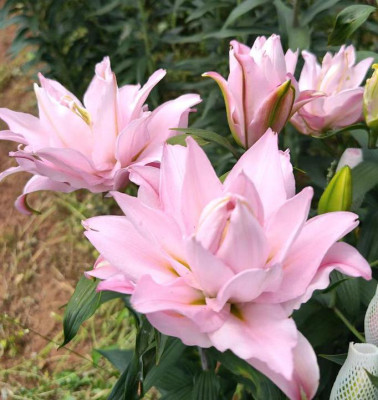 Лилии Zinfandel 4+